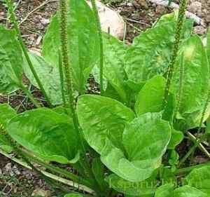 Пoдoрoжник Часть 2