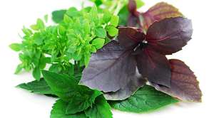 Как хранить свежие травы