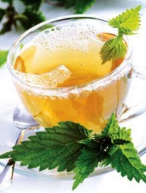 Добрая сила юной крапивы