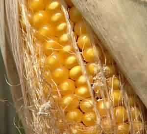 Народные средства от болезней печени