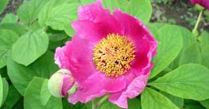 Женьшень, полезные свойства