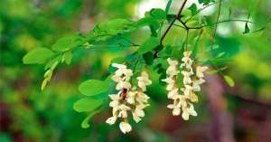 Белая акация для здоровья