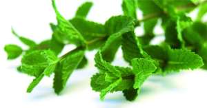 Мелисса - утешение сердца