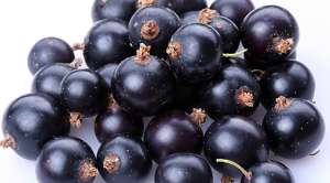Полезные свойства черной смородины Полезные свойства черной смородины