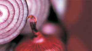 Луковая семья — 325 родственников Луковая семья — 325 родственников